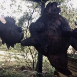 Fliegende Fische 2018